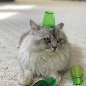 Meet your Posher, Trang